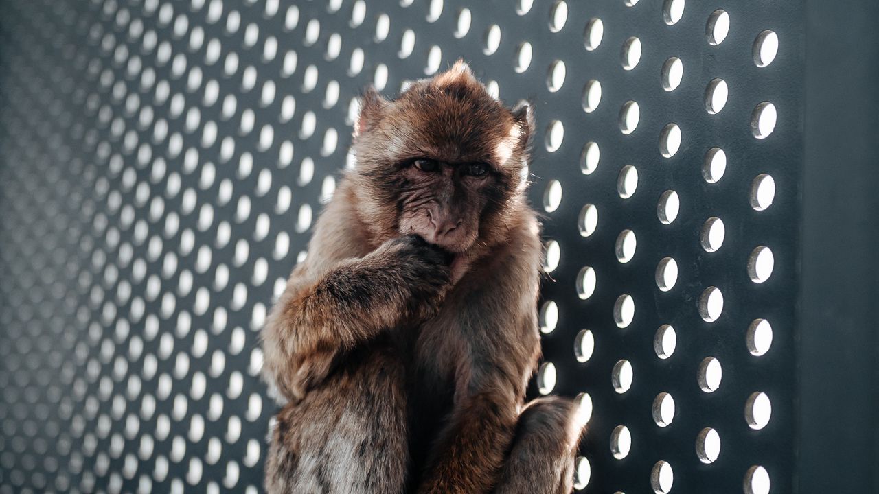 Wallpaper monkey, cute, cub, animal