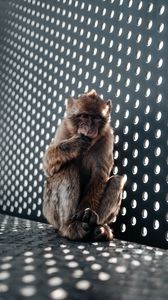 Preview wallpaper monkey, cute, cub, animal