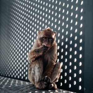 Preview wallpaper monkey, cute, cub, animal