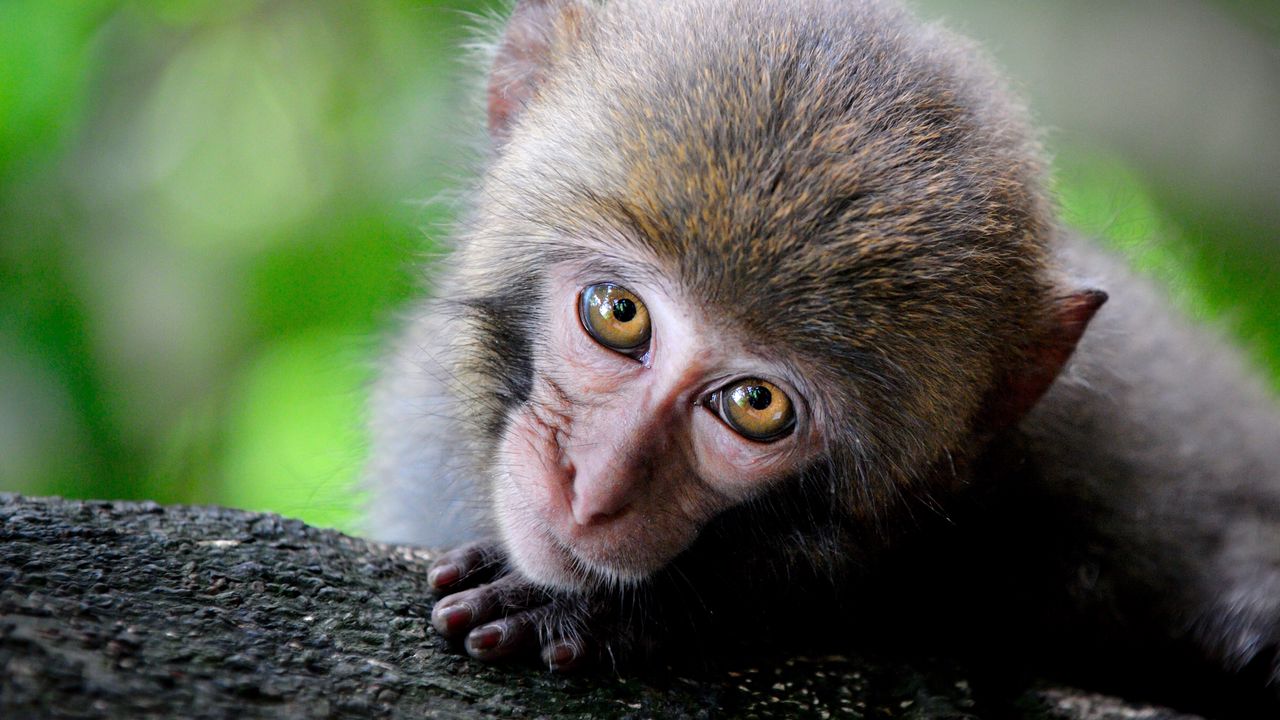 Wallpaper monkey, cute, look, primate