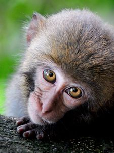 Preview wallpaper monkey, cute, look, primate