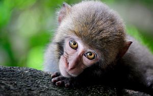 Preview wallpaper monkey, cute, look, primate