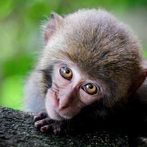Preview wallpaper monkey, cute, look, primate