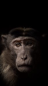 Preview wallpaper monkey, face, animal, black
