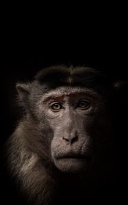 Preview wallpaper monkey, face, animal, black