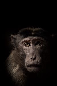 Preview wallpaper monkey, face, animal, black