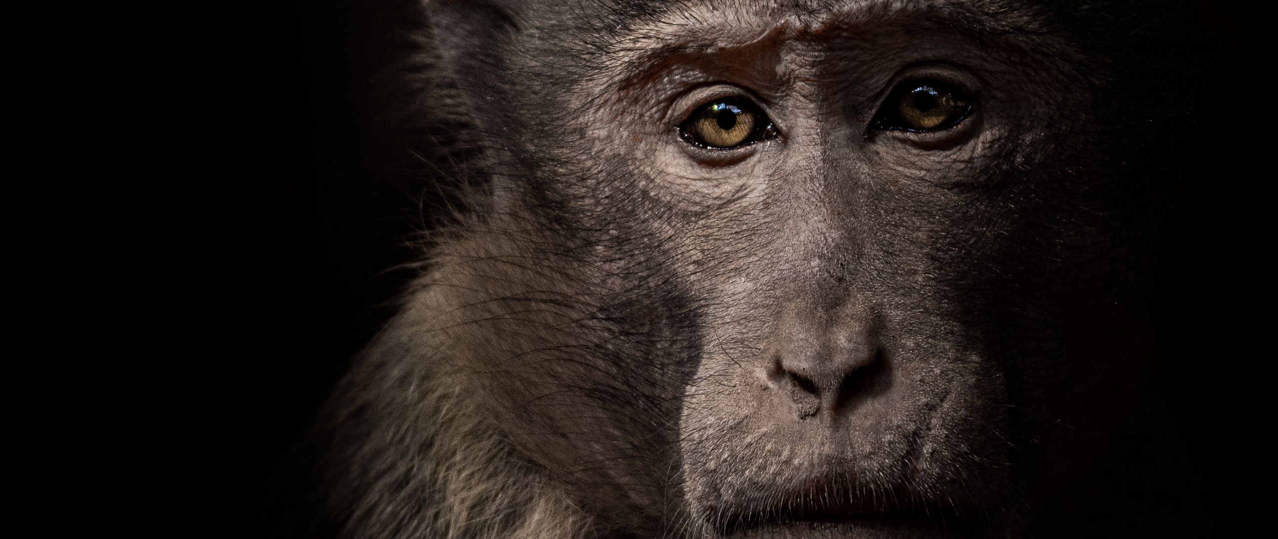 Download wallpaper 2560x1080 monkey, face, animal, black dual wide