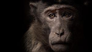 Preview wallpaper monkey, face, animal, black