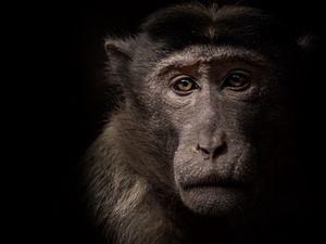 Preview wallpaper monkey, face, animal, black