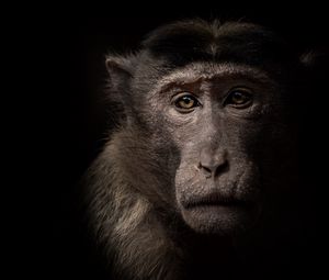 Preview wallpaper monkey, face, animal, black