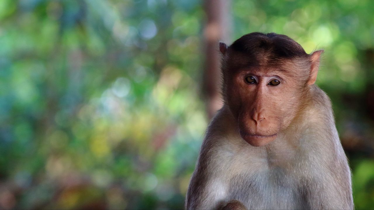 Wallpaper monkey, face, blurring