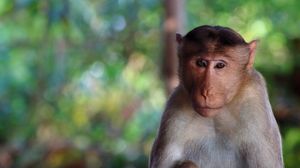 Preview wallpaper monkey, face, blurring