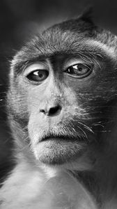 Preview wallpaper monkey, face, eyes, black and white