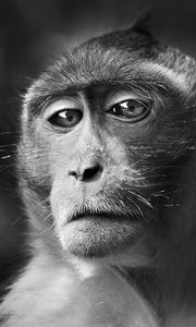 Preview wallpaper monkey, face, eyes, black and white