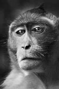 Preview wallpaper monkey, face, eyes, black and white