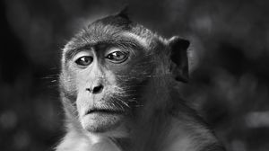 Preview wallpaper monkey, face, eyes, black and white