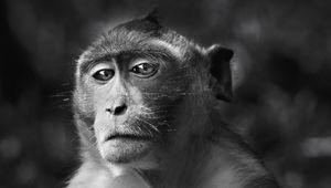 Preview wallpaper monkey, face, eyes, black and white