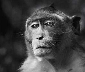 Preview wallpaper monkey, face, eyes, black and white