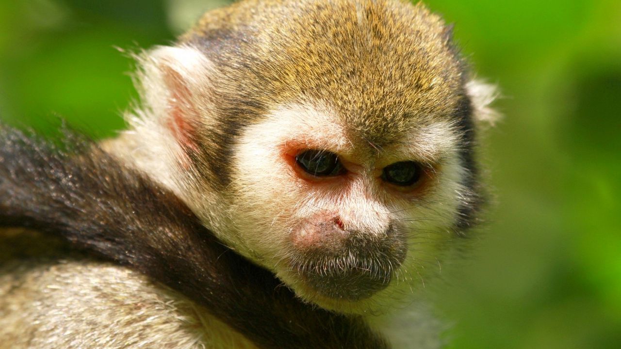 Wallpaper monkey, face, eyes, tail, background