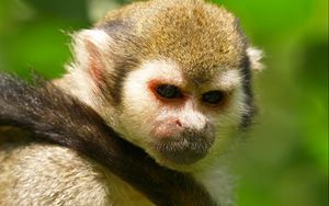 Preview wallpaper monkey, face, eyes, tail, background