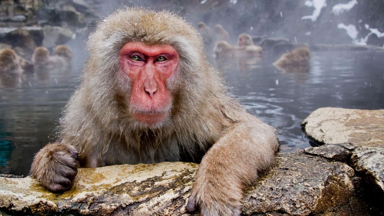 Wallpaper monkey, face, hair, water