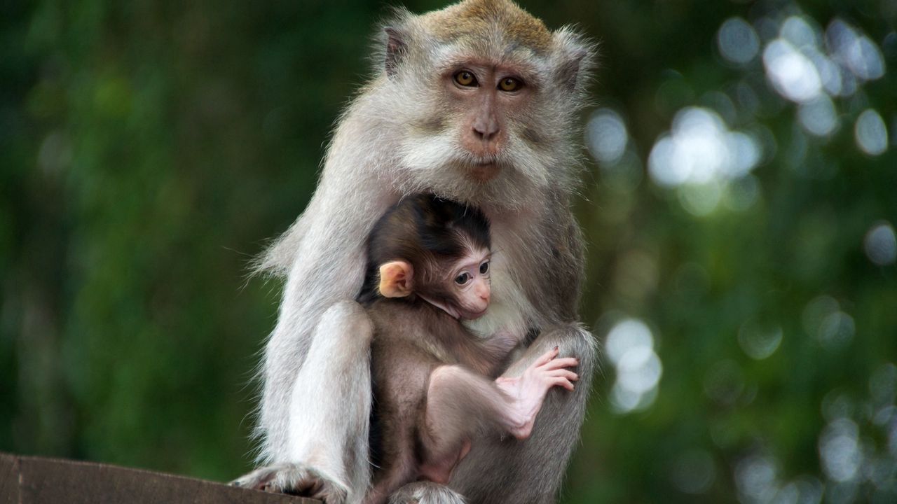 Wallpaper monkey, family, baby, care, tenderness