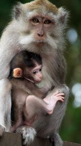 Preview wallpaper monkey, family, baby, care, tenderness