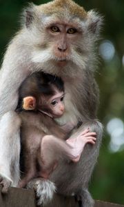Preview wallpaper monkey, family, baby, care, tenderness