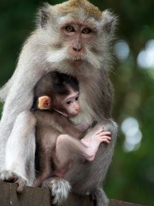 Preview wallpaper monkey, family, baby, care, tenderness