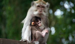 Preview wallpaper monkey, family, baby, care, tenderness