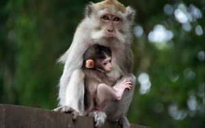 Preview wallpaper monkey, family, baby, care, tenderness