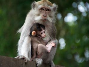 Preview wallpaper monkey, family, baby, care, tenderness