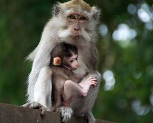 Preview wallpaper monkey, family, baby, care, tenderness