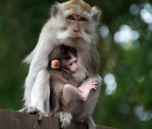 Preview wallpaper monkey, family, baby, care, tenderness