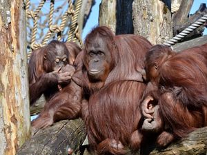 Preview wallpaper monkey, family, sitting, branch, rope