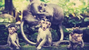 Preview wallpaper monkey, family, walk