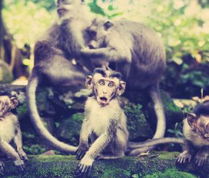 Preview wallpaper monkey, family, walk