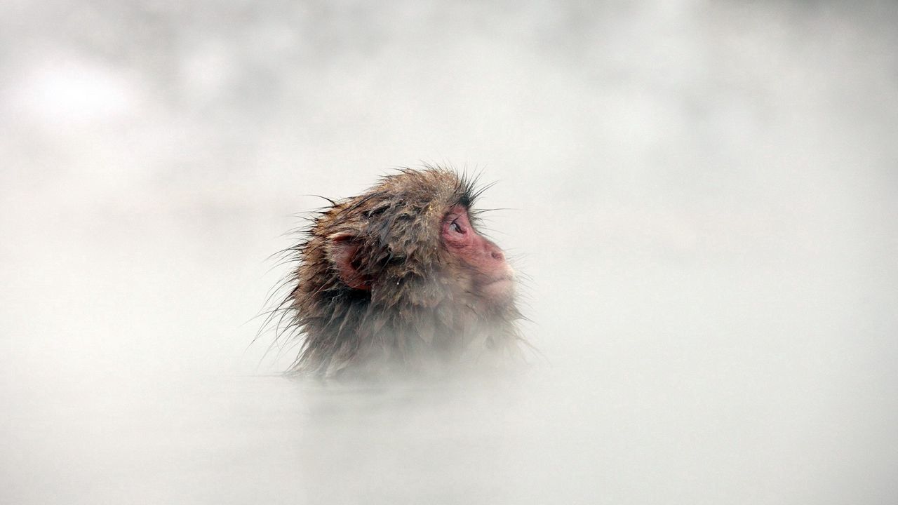 Wallpaper monkey, fog, face, hair