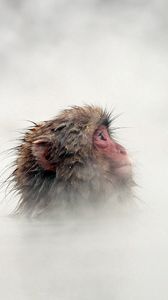 Preview wallpaper monkey, fog, face, hair