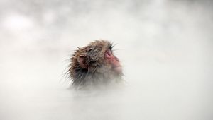 Preview wallpaper monkey, fog, face, hair