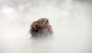 Preview wallpaper monkey, fog, face, hair