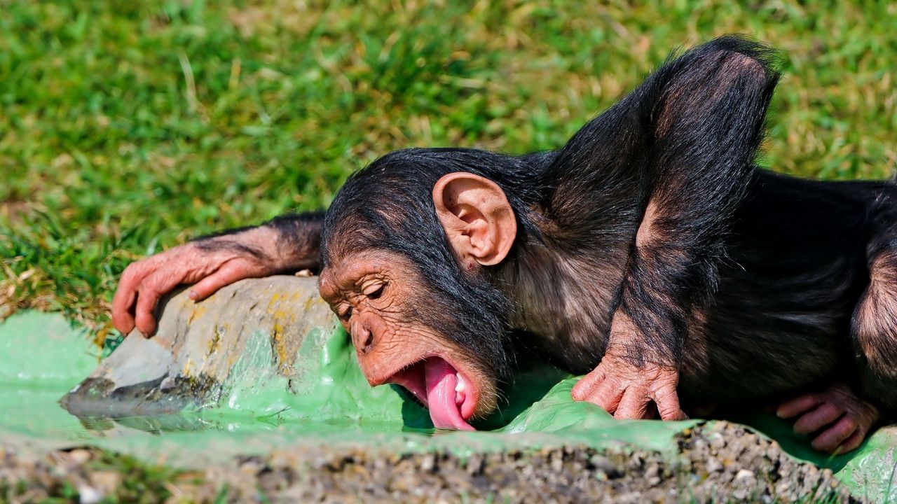 Wallpaper monkey, food, drink, thirst