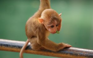 Preview wallpaper monkey, funny, little