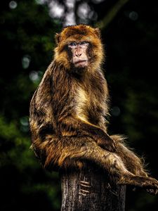 Preview wallpaper monkey, funny, log, blur