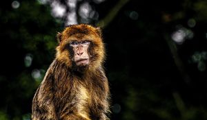 Preview wallpaper monkey, funny, log, blur