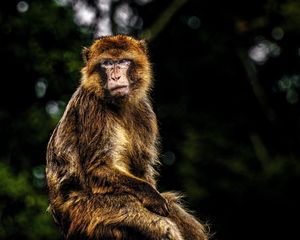 Preview wallpaper monkey, funny, log, blur