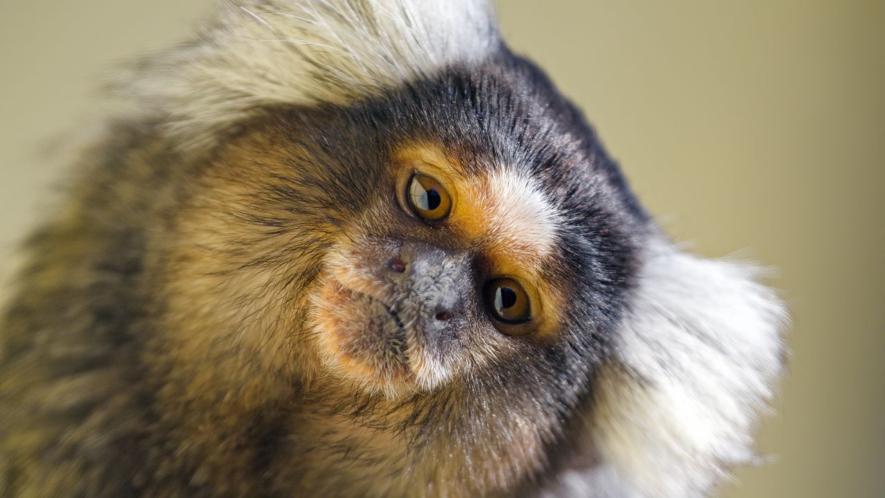 Wallpaper monkey, glance, animal