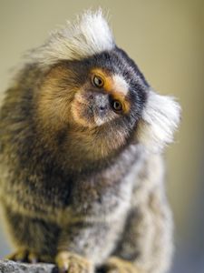 Preview wallpaper monkey, glance, animal