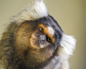 Preview wallpaper monkey, glance, animal