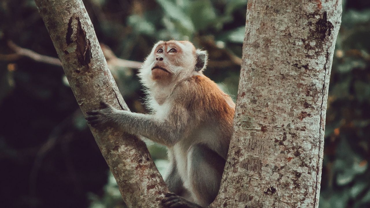 Wallpaper monkey, glance, cute, tree